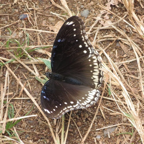 ผีเสื้อปีกไข่ใหญ่ · Great Eggfly · Hypolimnas bolina