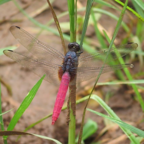 แมลงปอบ้านเสืออกม่วงท้องแดง · Crimson-tailed Marsh Hawk · Orthetrum pruinosum