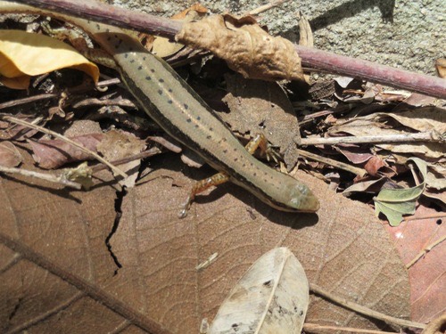 จิ้งเหลนภูเขาเกล็ดเรียบ · Spotted Forest Skink · Sphenomorphus maculatus