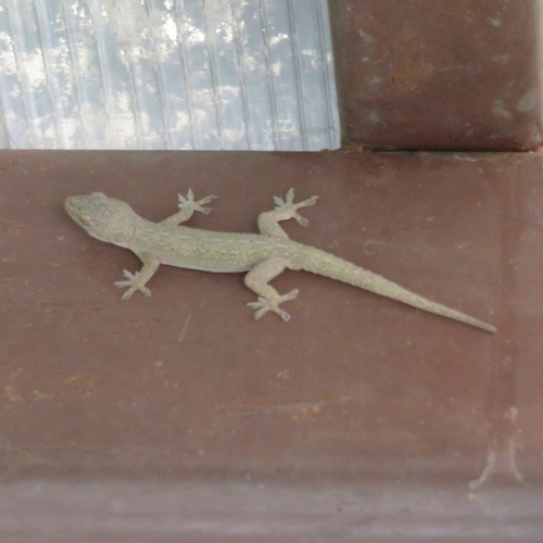 จิ้งจกบ้านหางหนาม · Asian House Gecko · Hemidactylus frenatus