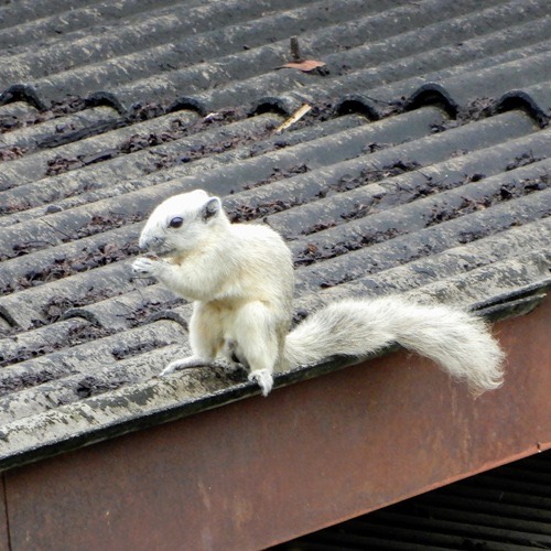 กระรอกหลากสี · Finlayson's Squirrel · Callosciurus finlaysonii