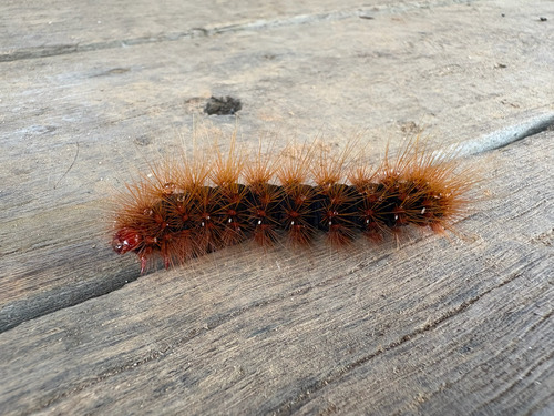milky tiger moth · Areas galactina