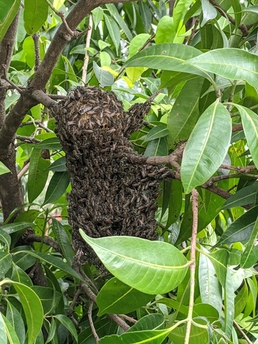 ผึ้งมิ้ม · Red Dwarf Honey Bee · Apis florea