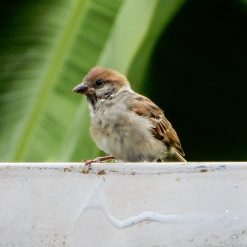 นกกระจอกบ้าน · Eurasian Tree Sparrow · Passer montanus