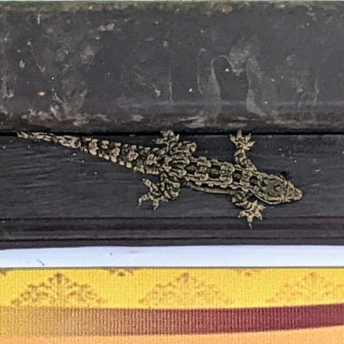 จิ้งจกบ้านหางแบน · Flat-tailed House Gecko · Hemidactylus platyurus