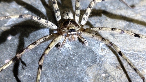 แมงมุมพเนจรบ้าน · Pantropical Huntsman Spider · Heteropoda venatoria