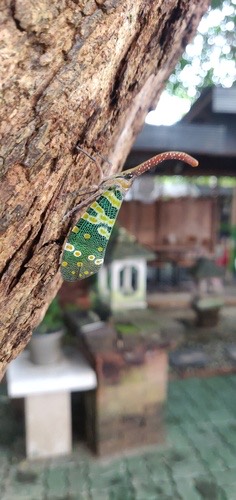 จักจั่นงวงแดง · Litchi Lantern Bug · Pyrops candelaria
