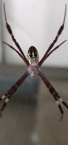 Argiope dang