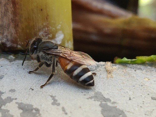 ผึ้งมิ้ม · Red Dwarf Honey Bee · Apis florea