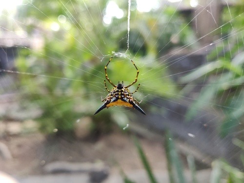 แมงมุมหลังหนามเหลืองจุดดำ · Hasselt's Spiny Spider · Macracantha hasselti