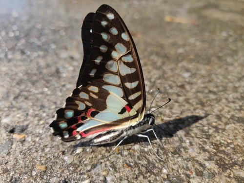 ผีเสื้อหนอนจำปีจุดแยก · Common Jay · Graphium doson