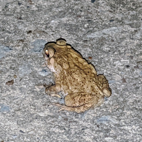 คางคกบ้าน · Asian Common Toad · Duttaphrynus melanostictus