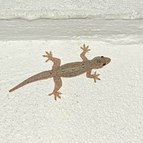จิ้งจกบ้านหางแบน · Flat-tailed House Gecko · Hemidactylus platyurus