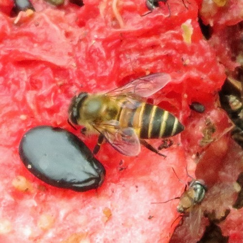ผึ้งโพรง · Asian Honey Bee · Apis cerana