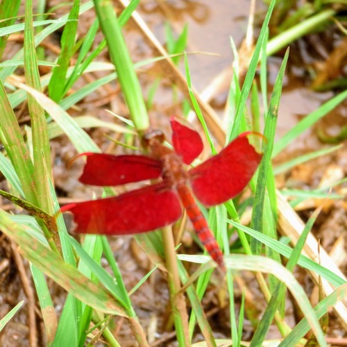 แมลงปอบ้านใหม่กลม · Russet Percher · Neurothemis fulvia