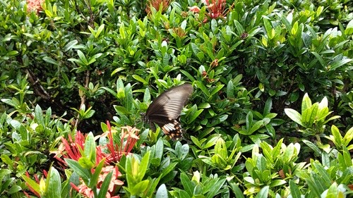 ผีเสื้อหางติ่งธรรมดา · Common Mormon Swallowtail · Papilio polytes