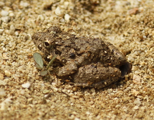 กบหนอง · Paddy Field Frog · Fejervarya limnocharis