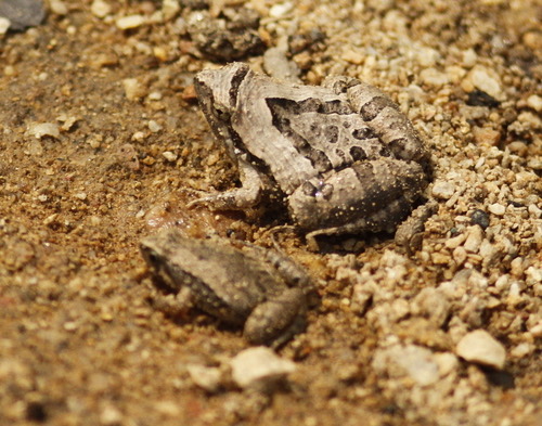 อึ่งขาคำ · Beautiful Pygmy Frog · Microhyla pulchra