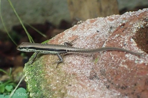 จิ้งเหลนภูเขาเกล็ดเรียบ · Spotted Forest Skink · Sphenomorphus maculatus