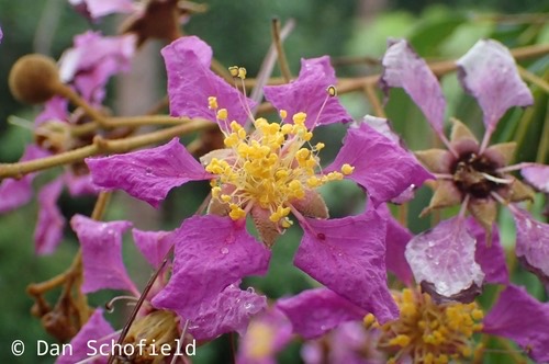 อินทนิลน้ำ · Giant Crepe-myrtle · Lagerstroemia speciosa