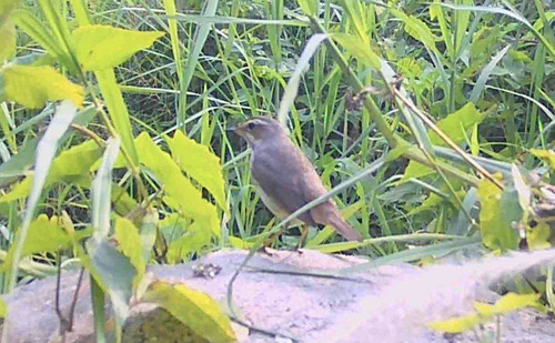 นกคอมรกต · Bluethroat · Luscinia svecica