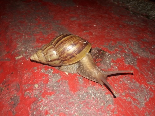 หอยทากยักษ์แอฟริกา · African Giant Snail · Lissachatina fulica