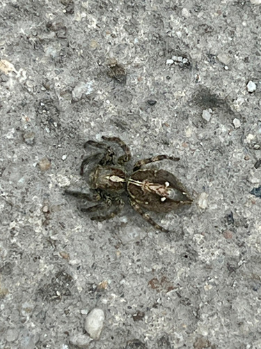 แมงมุมกระโดดไพคุลล์ · Pantropical Jumping Spider · Plexippus paykulli