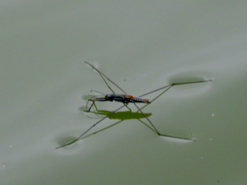 Aquarius adelaidis