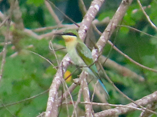 นกจาบคาหัวเขียว · Blue-tailed Bee-eater · Merops philippinus