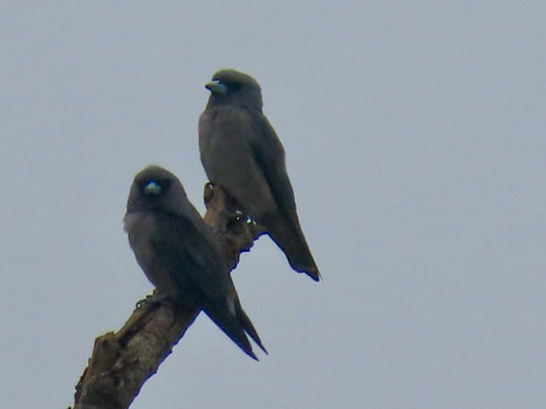 นกแอ่นพง · Ashy Woodswallow · Artamus fuscus