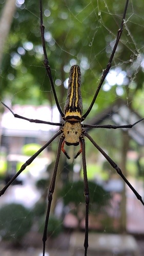 แมงมุมใยทองท้องขนาน · Giant Golden Orbweaver · Nephila pilipes