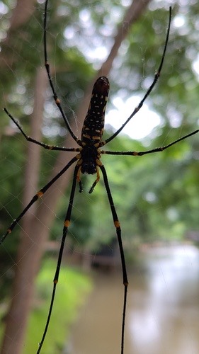 แมงมุมใยทองท้องขนาน · Giant Golden Orbweaver · Nephila pilipes
