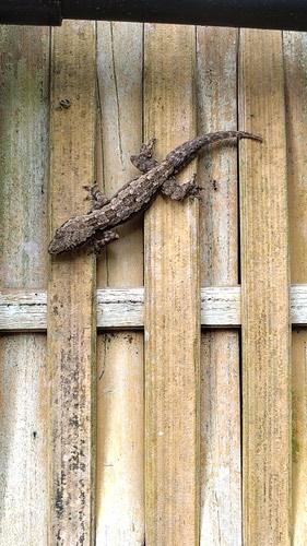 จิ้งจกบ้านหางแบน · Flat-tailed House Gecko · Hemidactylus platyurus