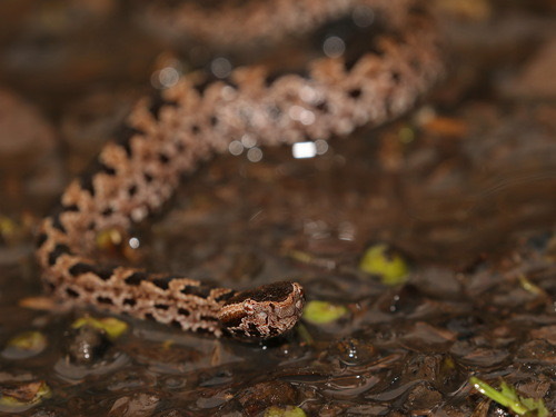 งูหางแห้มภูเขา · Chinese Mountain Pit Viper · Ovophis monticola