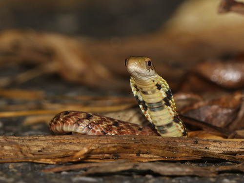 งูลายสาบตาโต · Big-eyed Bamboo Snake · Pseudoxenodon macrops