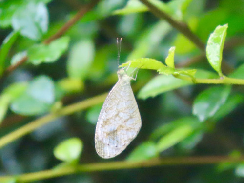 ผีเสื้อขาวแคระ · Psyche · Leptosia nina