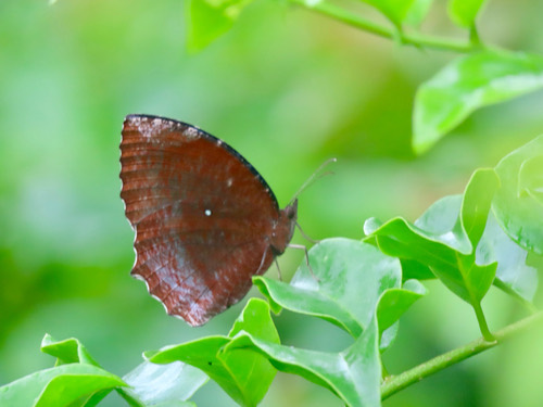 ผีเสื้อหนอนมะพร้าวธรรมดา · Common Palmfly · Elymnias hypermnestra