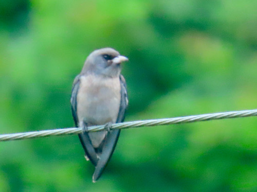 นกแอ่นพง · Ashy Woodswallow · Artamus fuscus