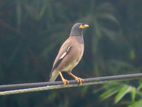 นกเอี้ยงสาริกา · Common Myna · Acridotheres tristis