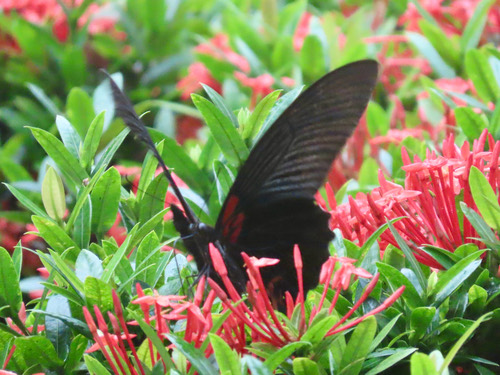 ผีเสื้อหางติ่งนางละเวง · Great Mormon · Papilio agenor