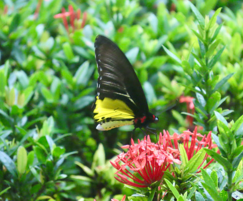 ผีเสื้อถุงทองป่าสูง · Common Birdwing · Troides helena