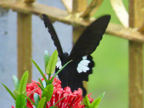 ผีเสื้อหางติ่งชะอ้อน · Black and White Helen · Papilio chaon