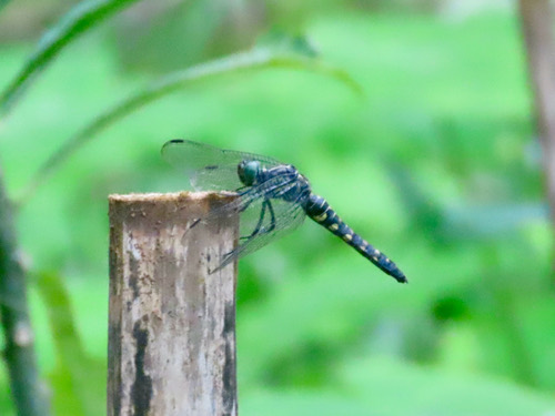 แมลงปอบ้านป่าวงลาย · Stellate River Hawk · Onychothemis testacea