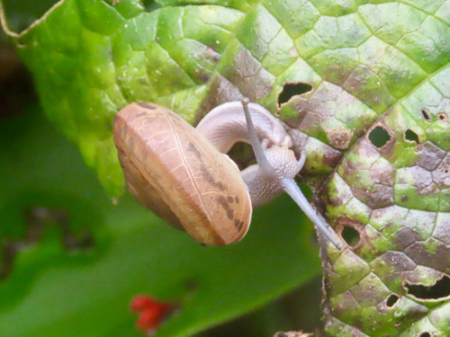 หอยทากสยาม · Siamese Common Snail · Sarika siamensis