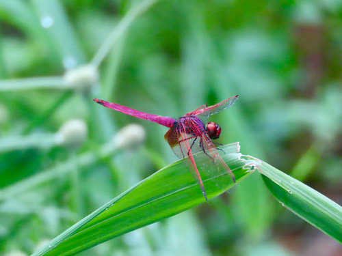 แมลงปอบ้านไตรมิตรสีชมพู · Crimson Marsh Glider · Trithemis aurora