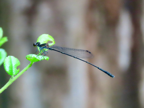 แมลงปอเข็มท้องเข็มดำ · Black Threadtail · Prodasineura autumnalis