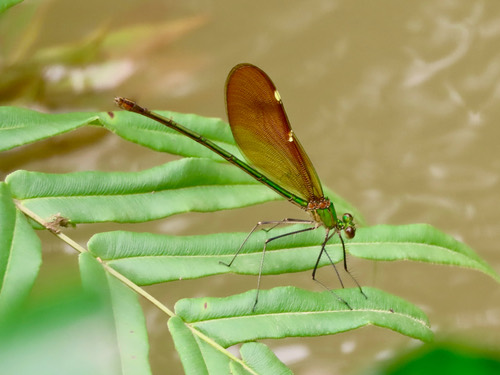 แมลงปอเข็มน้ำตกใหญ่จีน · Green Metalwing · Neurobasis chinensis