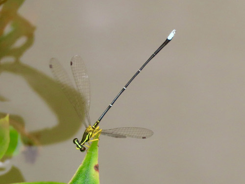 แมลงปอเข็มยาวปลายเด่น · Yellow featherlegs · Copera marginipes