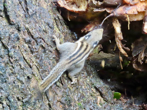 กระเล็นขนปลายหูสั้น · Himalayan Striped Squirrel · Tamiops mcclellandii