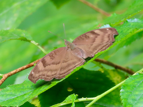 ผีเสื้อแพนซีตาลไหม้ · Chocolate Pansy · Junonia iphita